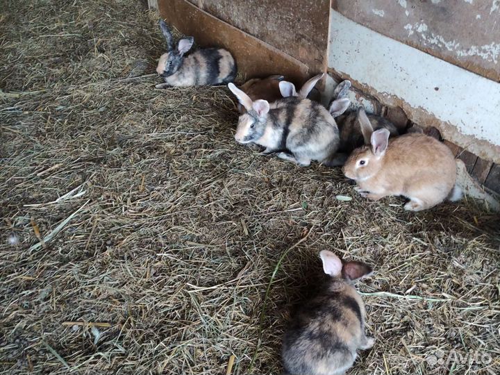 Кролики японской пародии