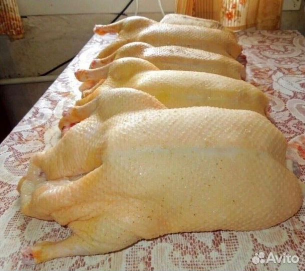 Гусиное мясо