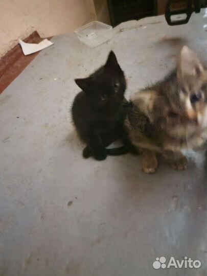 Кошка с котятками в беде