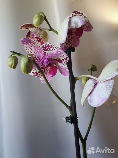 Сортовая орхидея Frontera