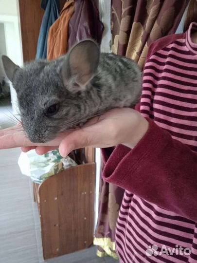 Серебристая шиншилла