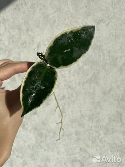 Хойя 3 на срез почтой 90 видов