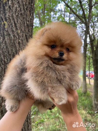 Шикарный мальчик