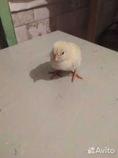 Мясо домашнего бройлера