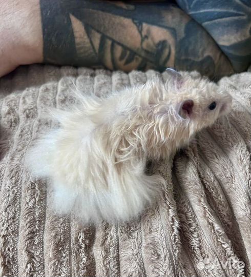 Сирийский хомяк с большой клеткой