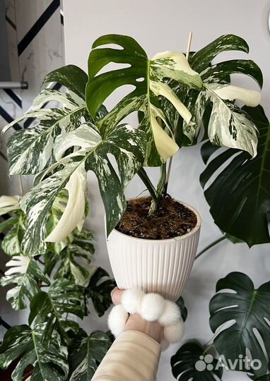 Монстера вариегатная альба