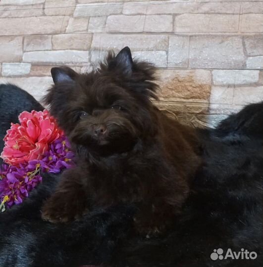 Йоркширский терьер шоколадная девочка