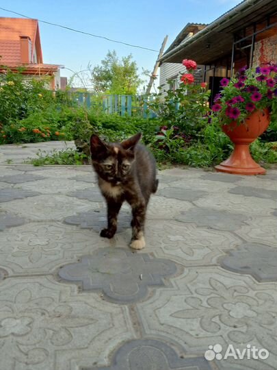 Котята в добрые руки 1.5 месяца