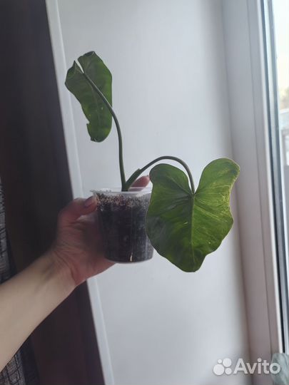 Филодендрон параисо верде