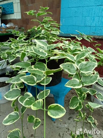 Красивые кустарники. Барвинок. Горец