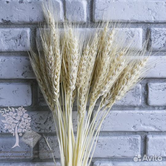 Пшеница натуральная (30 колосков) белая