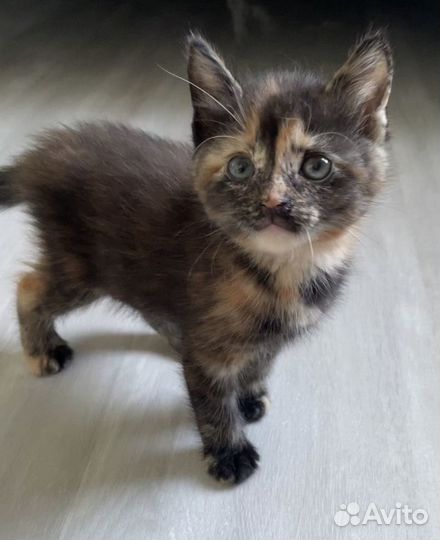 Котята много разных окрасов в добрые руки