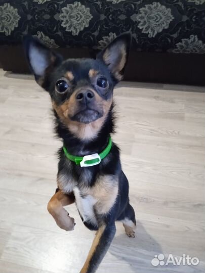 Передержка животных, догситтер