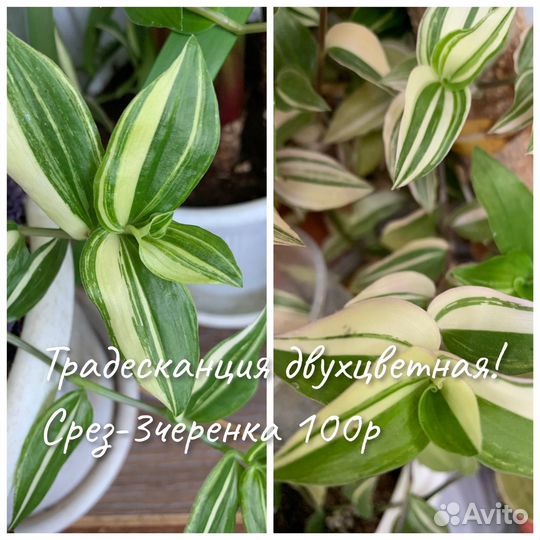 Цветы комнатные