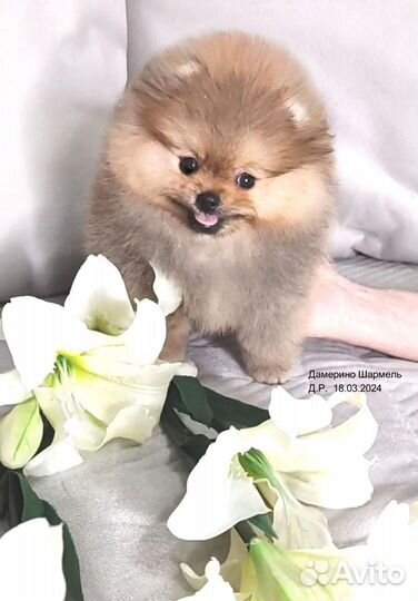 Померанский шпиц