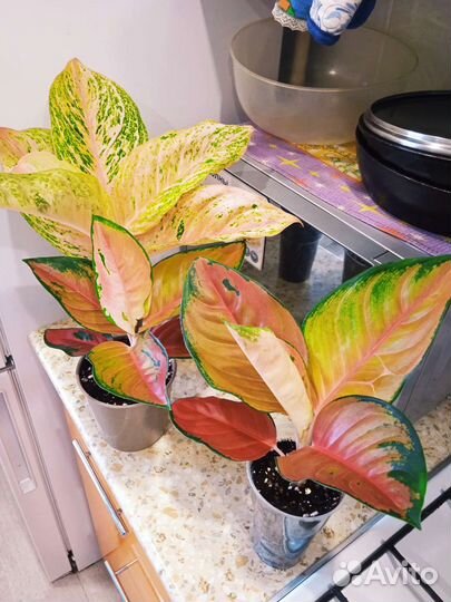 Сортовые аглаонемы