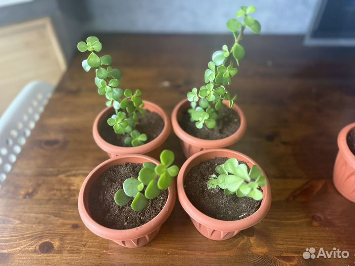 Денежное дерево толстянка крассула