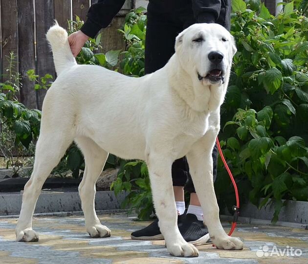 Среднеазиатская овчарка. Девочка 7 месяцев