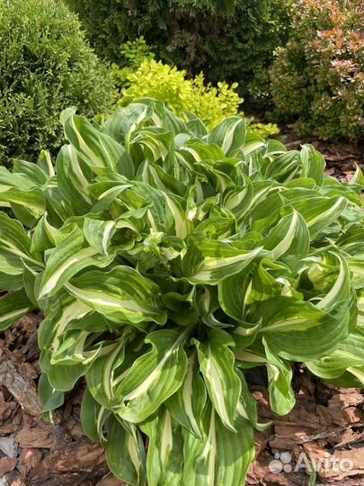 Хоста растение