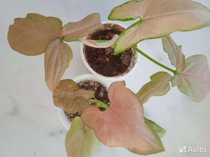 Педилантус,сингониум,сциндапсус