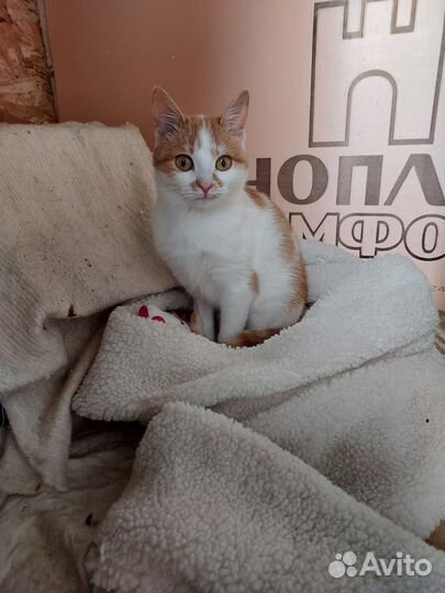 Кошка в дар