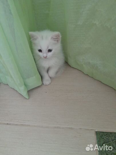 Дарю котят