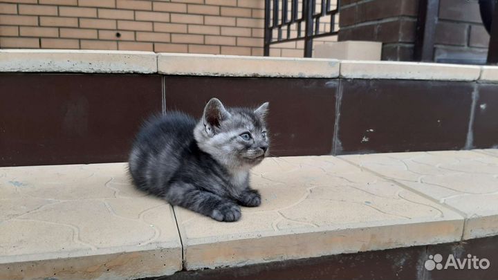 Подарю котят