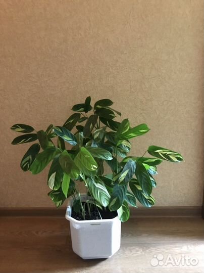 Калатея Лубберса и др