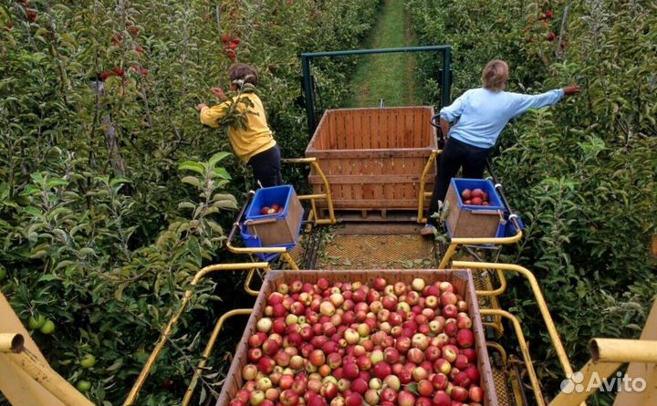 Работник по сборке яблок на сезон