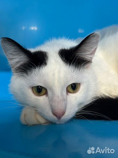 Где же потерялись его люди. Вереск заждался