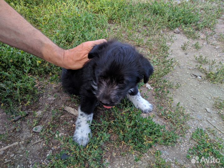 Отдам щенка в добрые руки