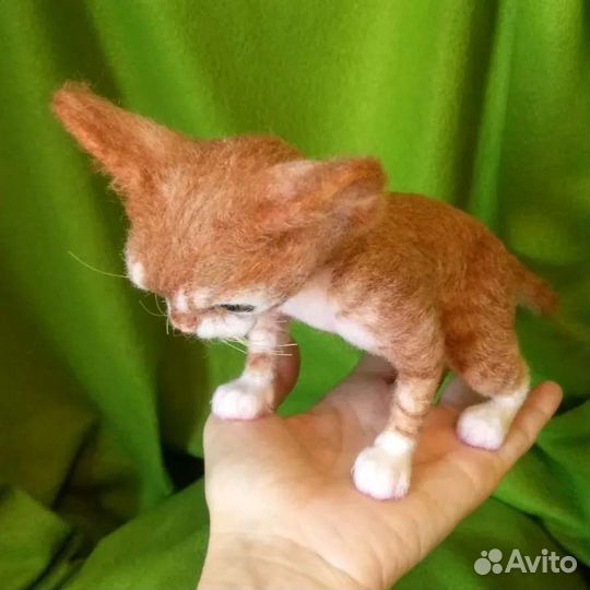 Котёнок Девон Рекс