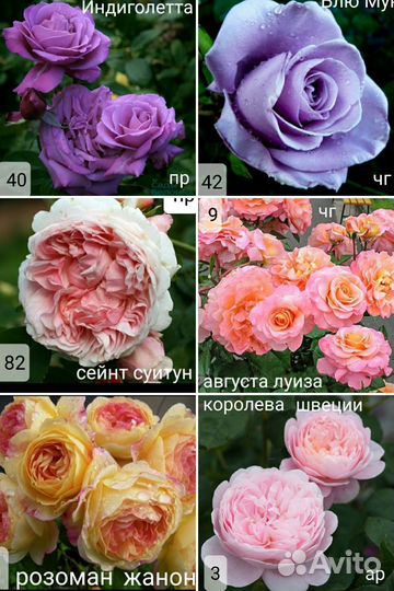 Розы 40 сортов