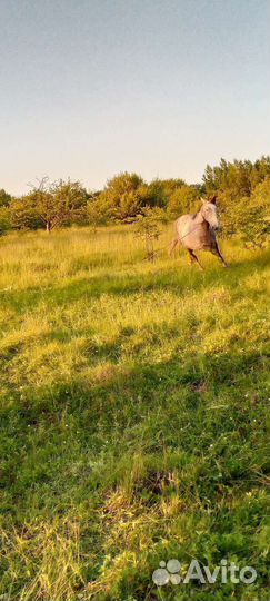 Лошадь и жеребец