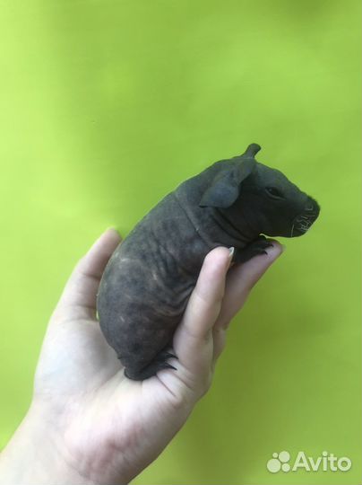 Морская свинка скинни