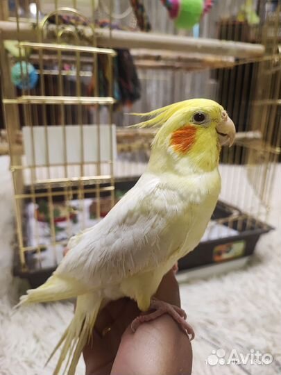 Корелла самец