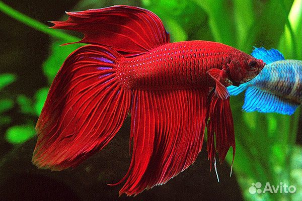 Рыбка петушок