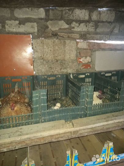 Инкубационное яйцо