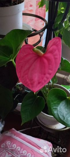 Комнатные растения