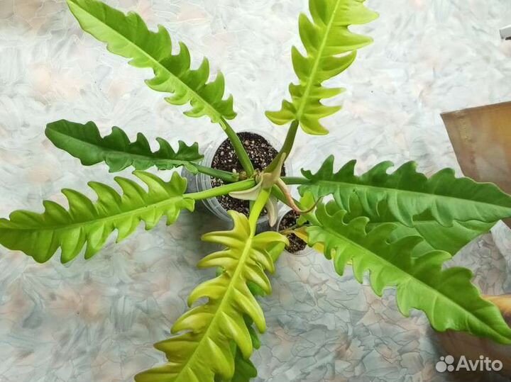 Филодендроны