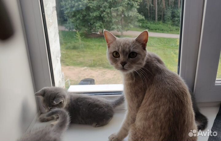 Шотландские котята