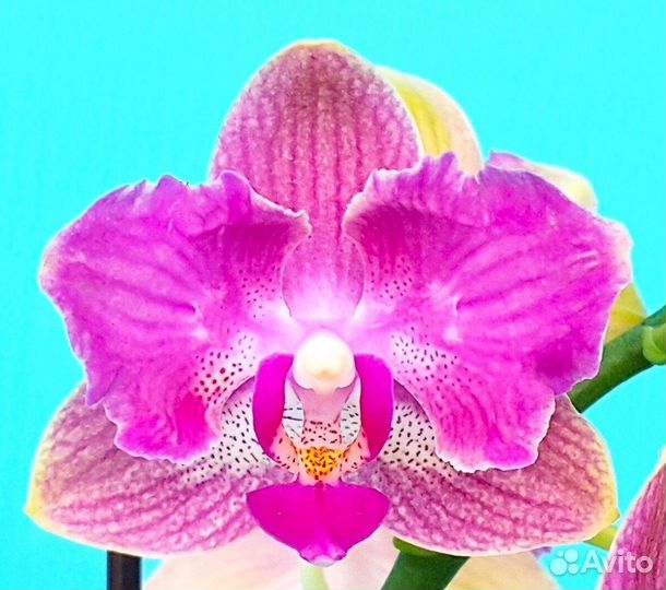 Орхидея фаленопсис бабочка