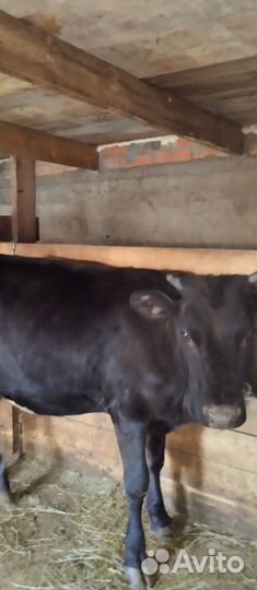 3 бычка и тёлка