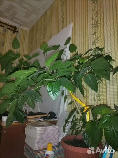 Гибискус китайская роза