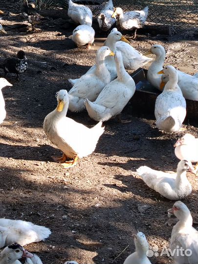 Утки на мясо муларды молодые домашние