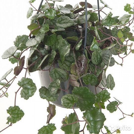 Крестовник Senecio Mikanoides 'Magic Marble