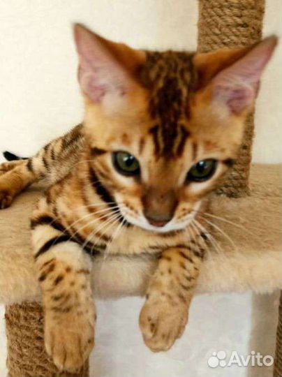 Бенгальская кошка