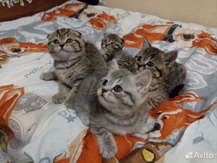 Шотландская