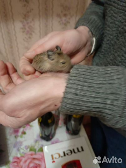 Белки дегу