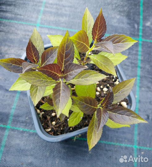 Вейгела Minor Black и Wings of Fire